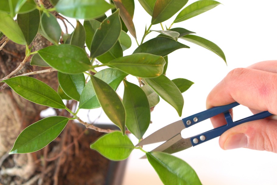 Blattschnitt: entlauben um die Blattgre zu reduzieren - Bonsai Empire