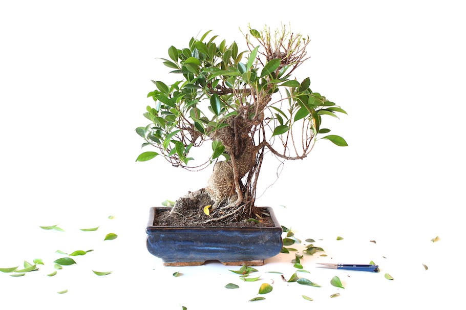acer pseudoplatanus bonsai Bonsai Special main image 0
