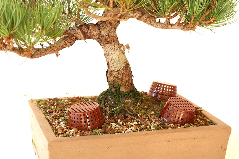 Die Dngung von Bonsai - Bonsai Empire