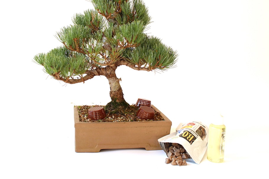 Die Dngung von Bonsai - Bonsai Empire