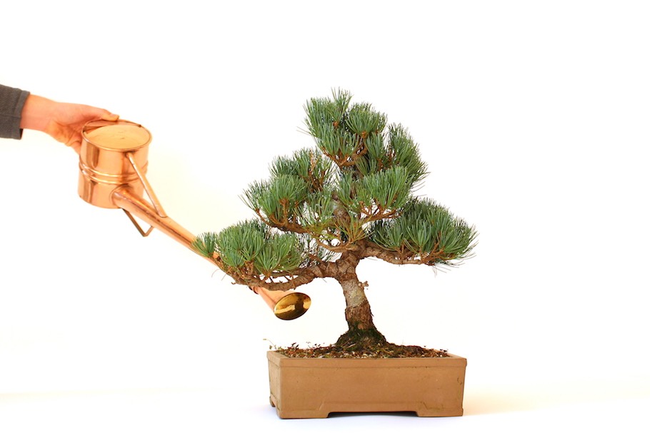 Die Dngung von Bonsai - Bonsai Empire