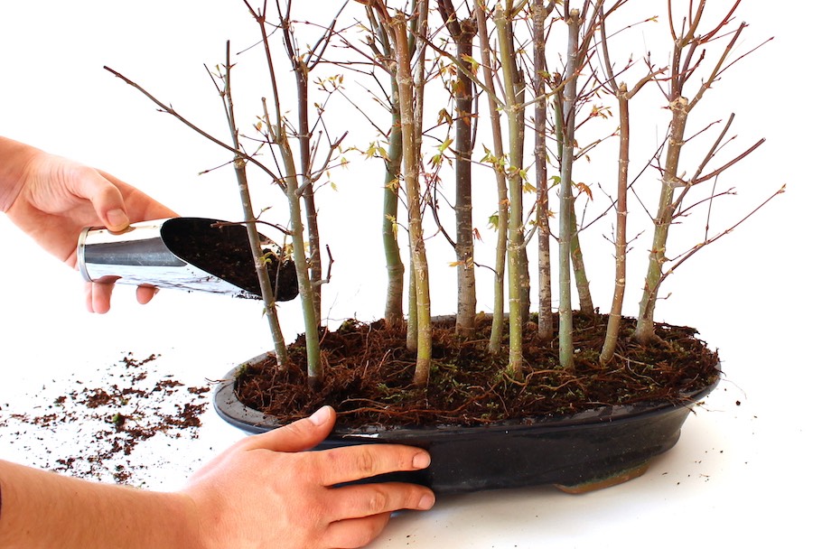 Bonsai Waldpflanzung Bonsai Empire