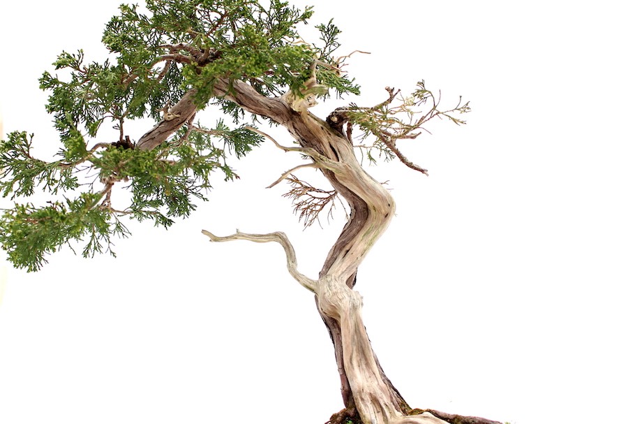 Totholz an Bonsai (Jin und Shari) - Bonsai Empire