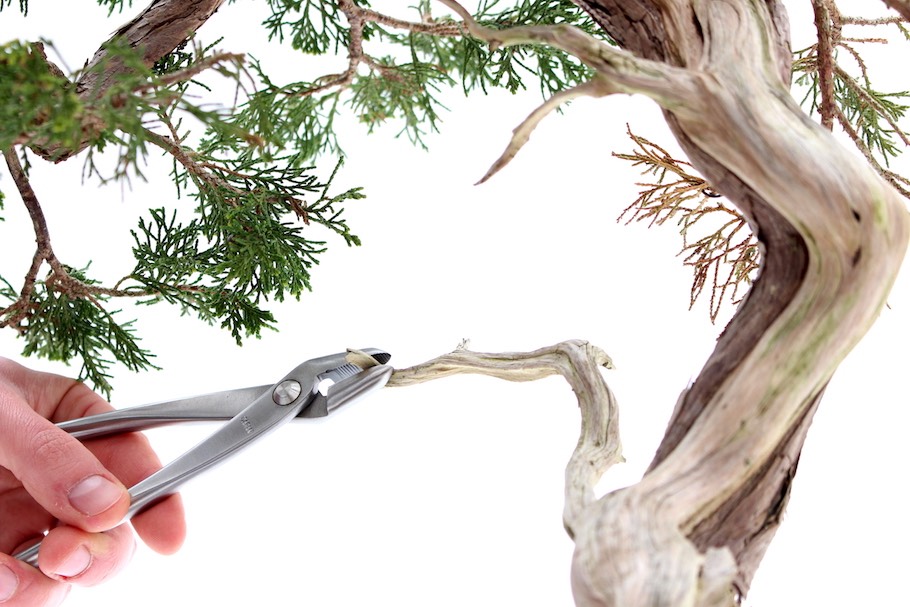 bonsai dünger für andere pflanzen ProviPlant Bonsai-Dünger: Für Indoor- & Outdoor Bonsai-Bäume main image 0