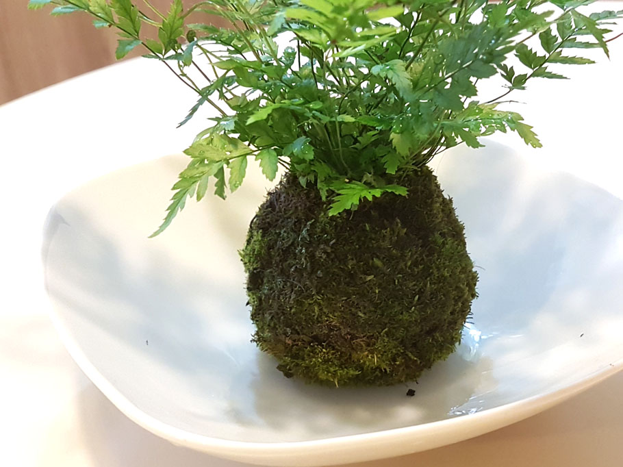 Kokedama selbst gestalten - Bonsai Empire