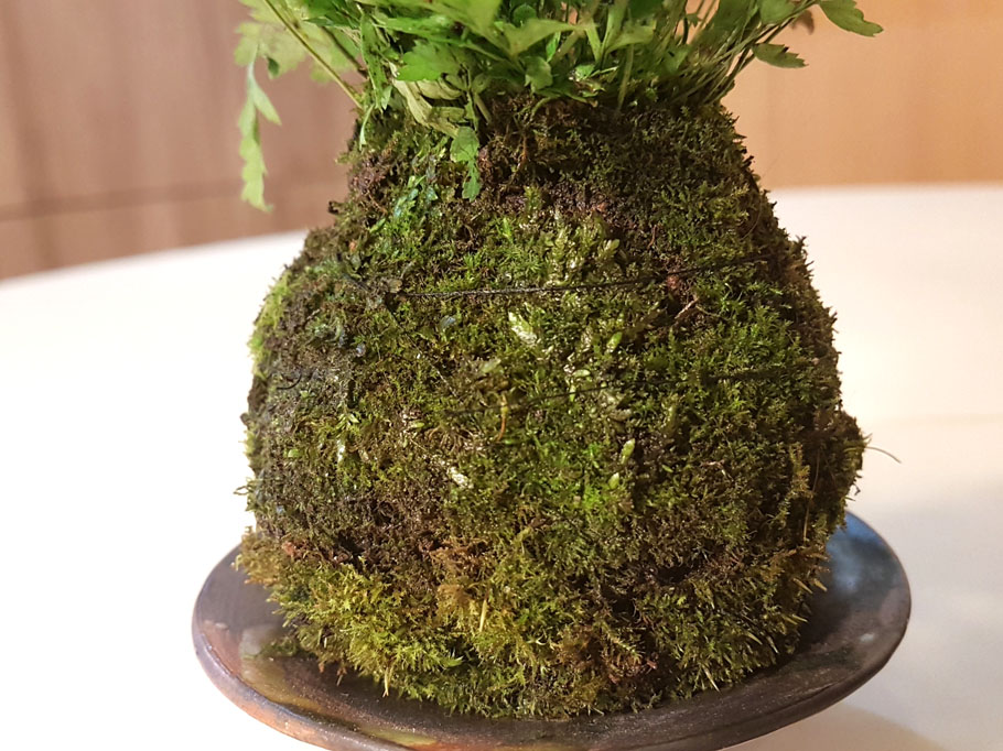 Kokedama selbst gestalten - Bonsai Empire