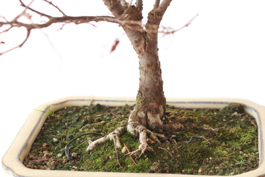 Der Wurzelansatz des Bonsai: sichtbare Wurzeln (Nebari) - Bonsai Empire