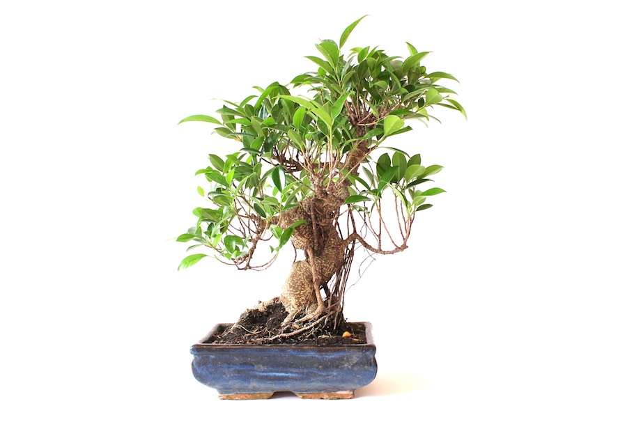 ghibli bonsai fountains My Neighbor Totoro Water Garden Bonsai Desktop Water Fountain