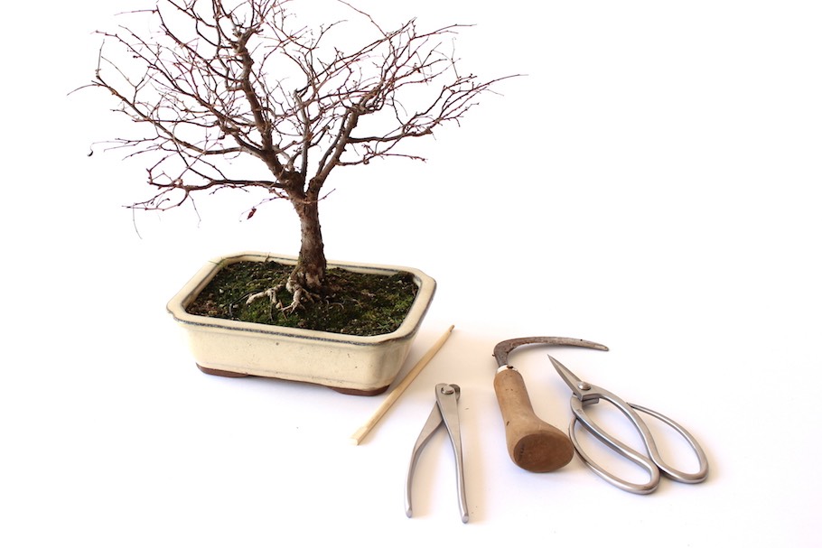 Bonsai umtopfen - Bonsai Empire