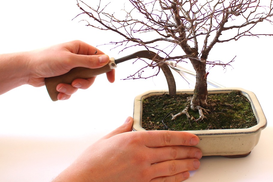 bonsai tree online Braided Pachira Aquatic, Money Tree Bonsai main image 0