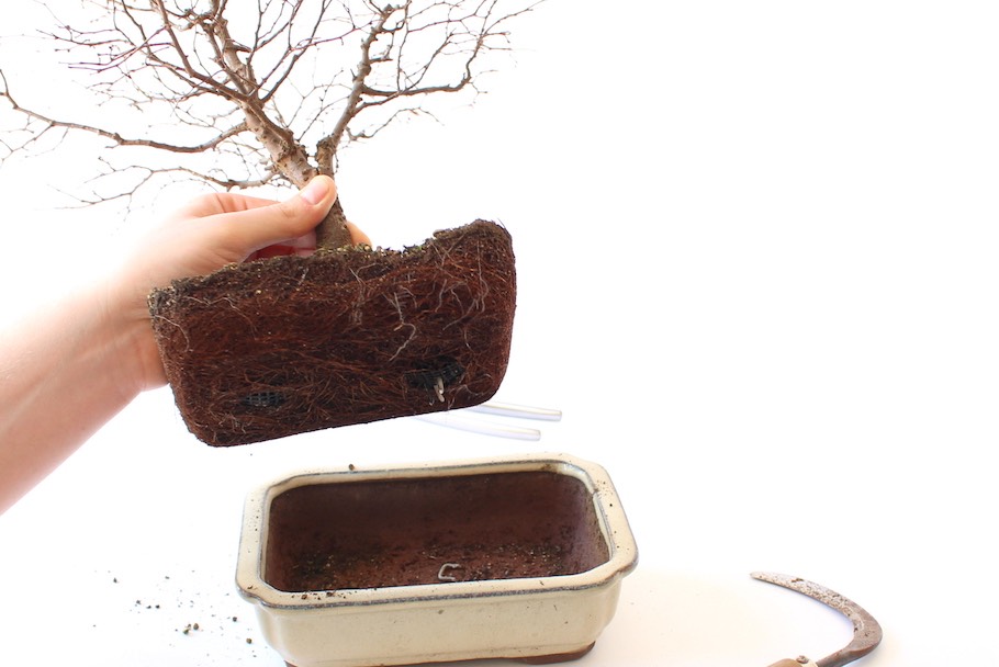 bambus holzrollo Bambusrollo Sem - Natur