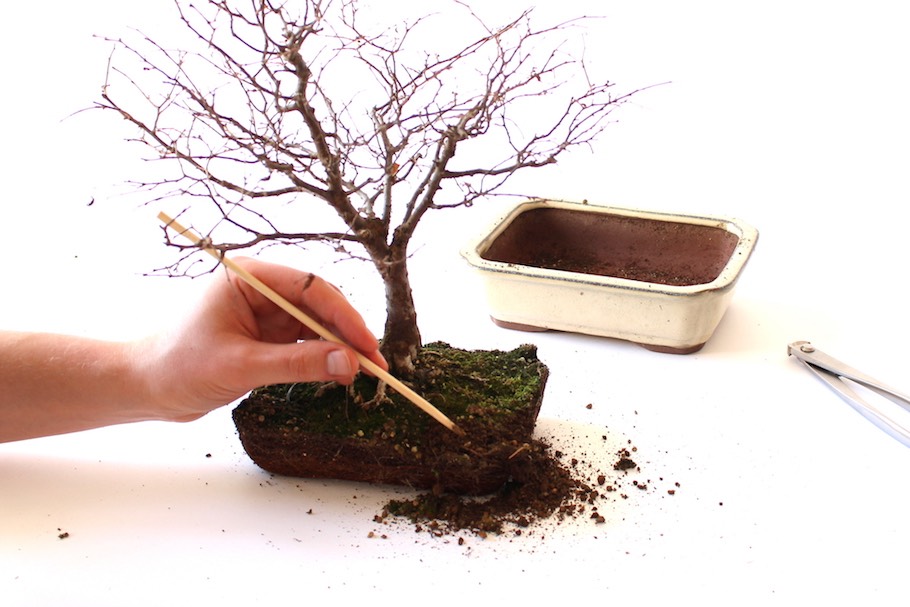 Der Wurzelansatz des Bonsai: sichtbare Wurzeln (Nebari) - Bonsai Empire