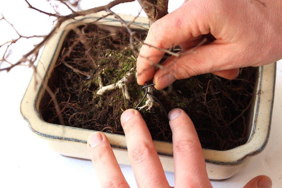 dracaena hund Drachenbaum Dracaena in gärtnerischer Qualität kaufen