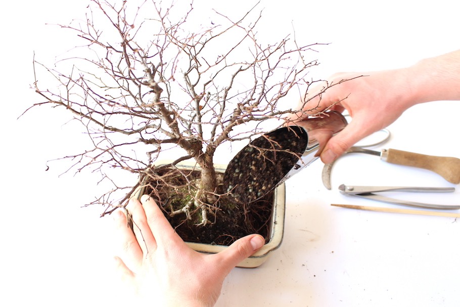 Bonsai umtopfen - Bonsai Empire