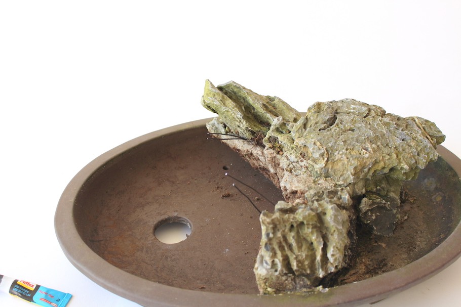 Bonsai-Felsenpflanzungen - Bonsai Empire