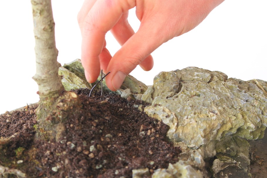 Bonsai-Felsenpflanzungen - Bonsai Empire