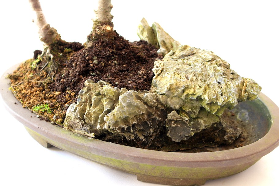 Bonsai-Felsenpflanzungen - Bonsai Empire