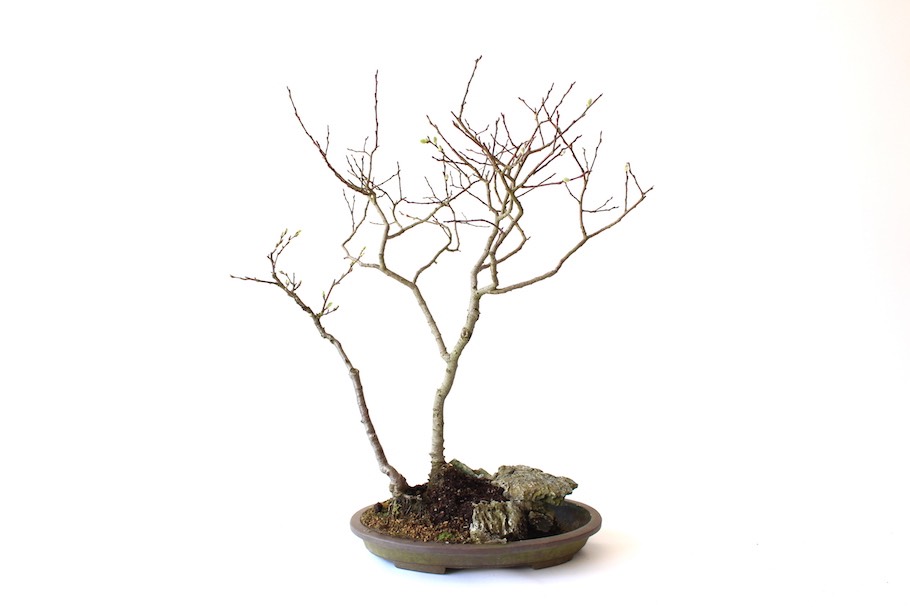 Bonsai-Felsenpflanzungen - Bonsai Empire