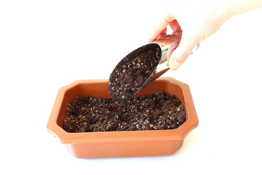 Bonsai aus Samen - Bonsai Empire
