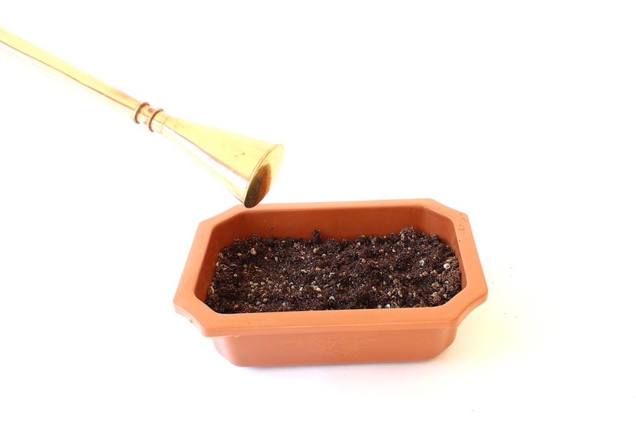 Bonsai aus Samen - Bonsai Empire