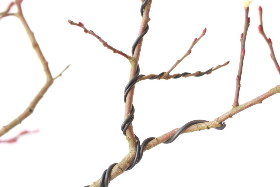 Bonsai-ste mit Draht formen - Bonsai Empire