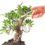 Einen Ficus beschneiden