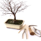 Bonsai-Werkzeuge