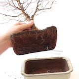 Den Baum entnehmen