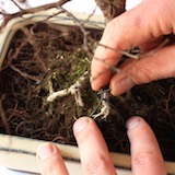 Den Baum positionieren und befestigen