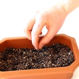 Samen auf das Substrat legen