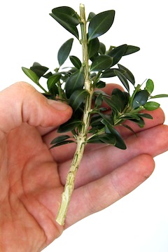 Side grafting bonsai trees