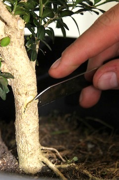 Preparing the tree for grafting