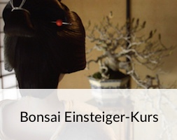 Bonsai Einsteiger-Kurs