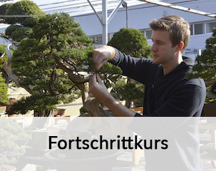 Bonsai-Fortschrittkurs