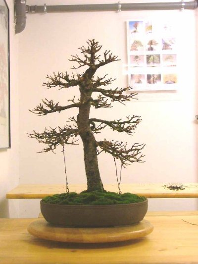 Larix bonsai