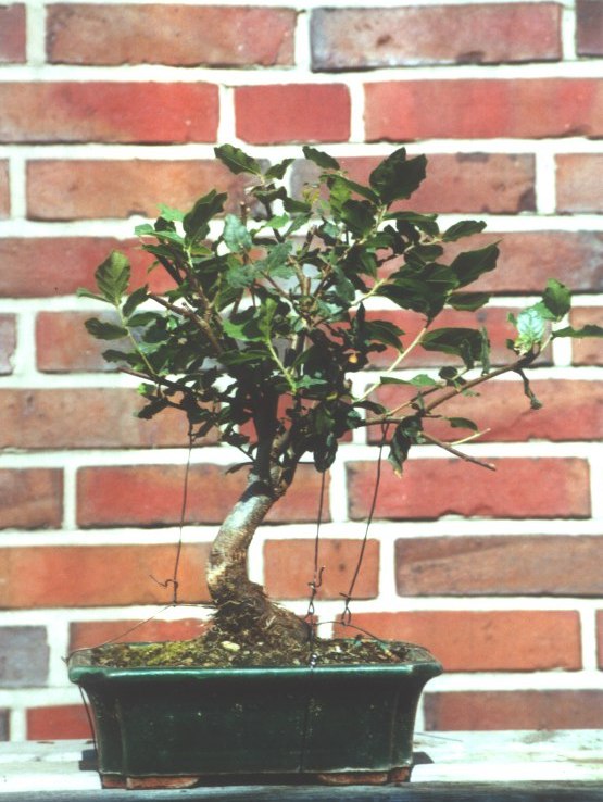 Cork oak prebonsai