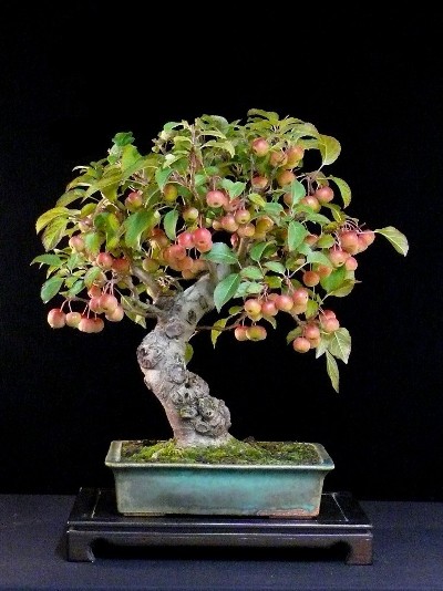 Apple bonsai