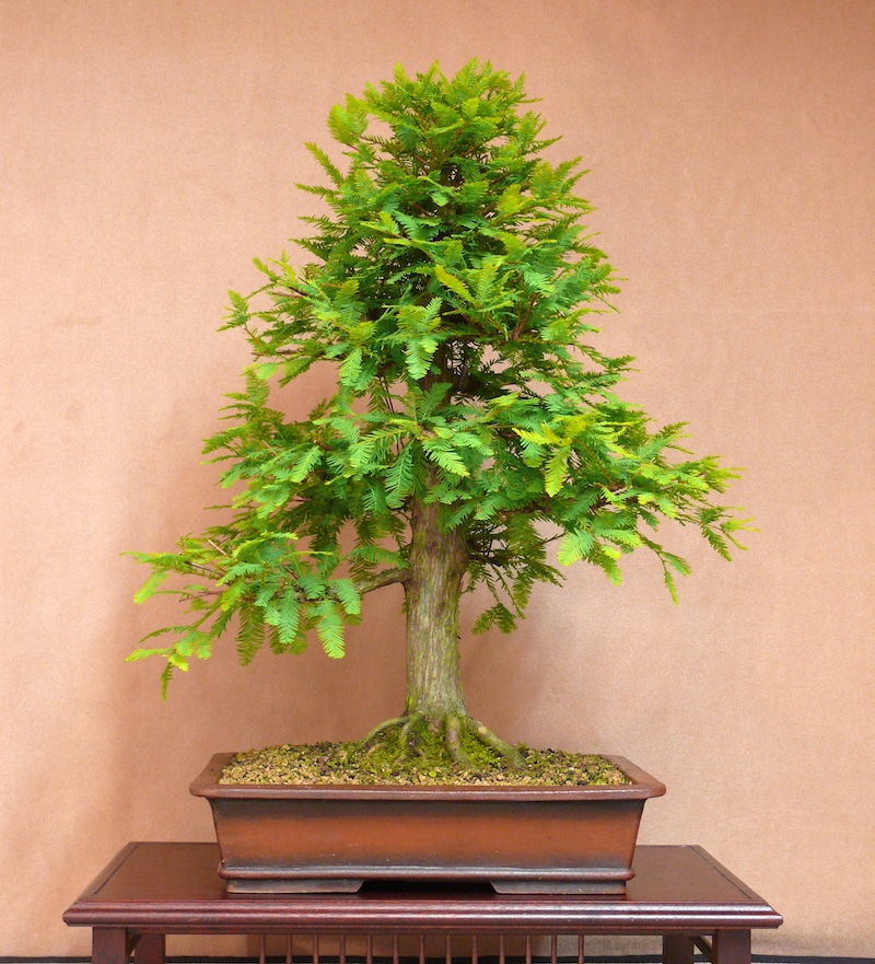 Sumpfzypresse (Taxodium distichum) Bonsai