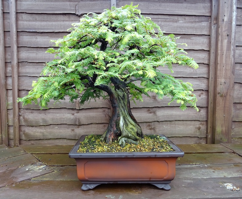 Mammutbaum (Metasequoia glyptostroboides / Sequoia sempervirens) Bonsai