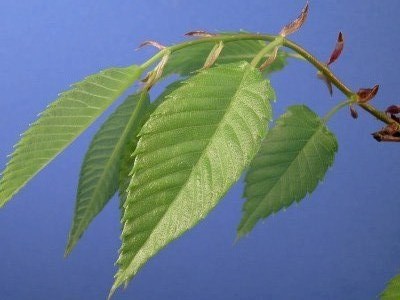 Japanese elm