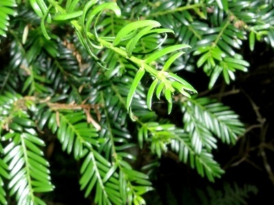 Eibe Bonsai (Taxus)