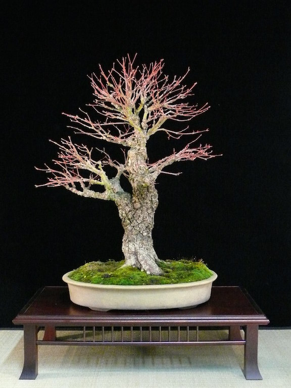 Fächerahorn (Acer palmatum Bonsai)