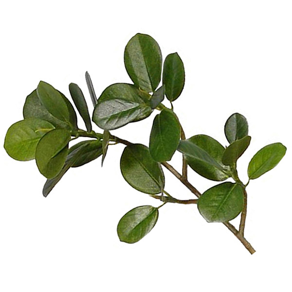 Immergrüne Laub-Bonsai