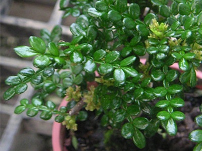 Chinesischer Pfefferbaum (Xanthoxylum piperitum)