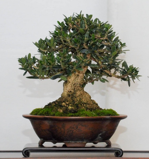 Olea Europaea, Olive Bonsai tree