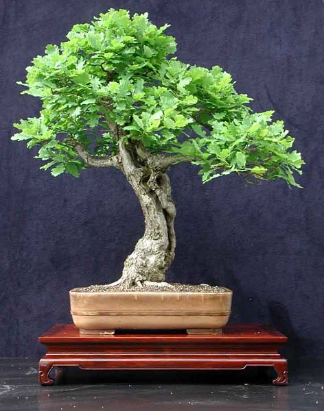 Eiche (Quercus) Bonsai