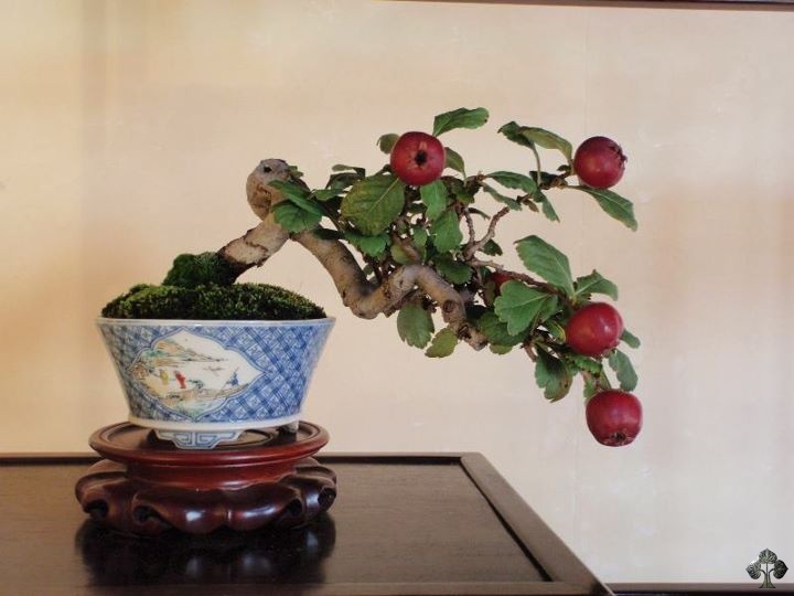 Zierapfel (Malus bonsai)