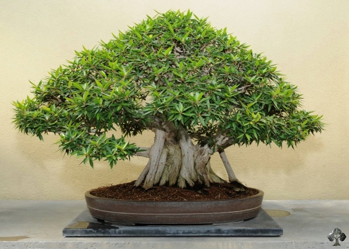 I bonsai? Ma non è roba da borghesucci e anziani?” / Mein Grünes Zuhause