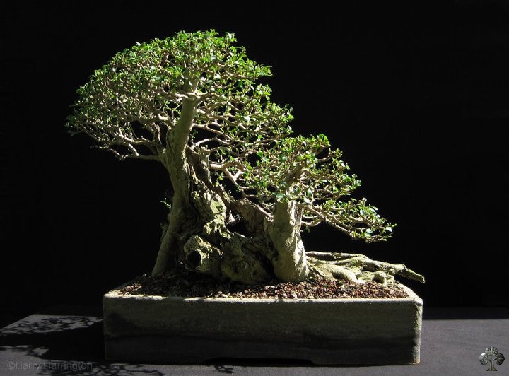 Liguster bonsai