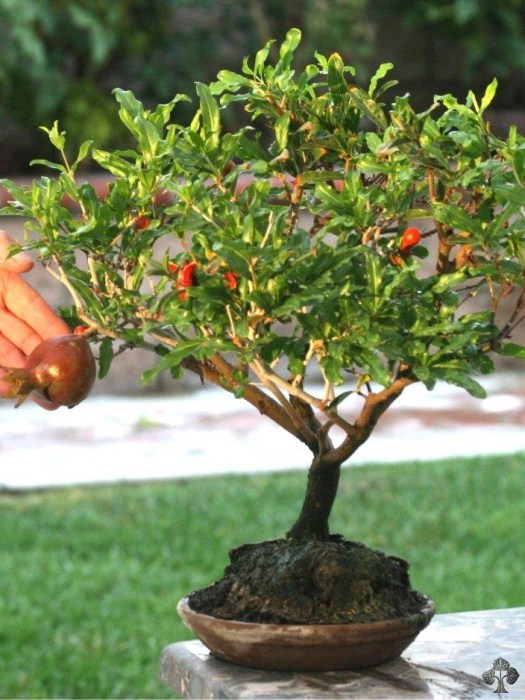 Granatapfel Bonsai (Punica granatum)